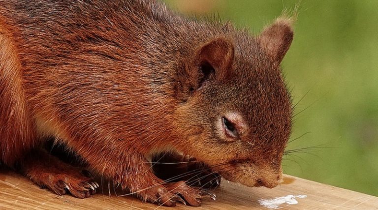 Explained Why Red Squirrels Could Be Extinct In The Uk In 10 Years