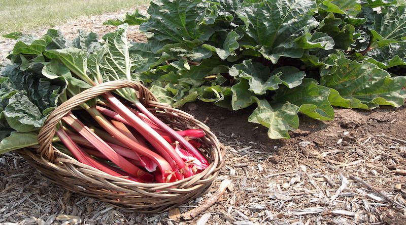 Fresh Rhubarb