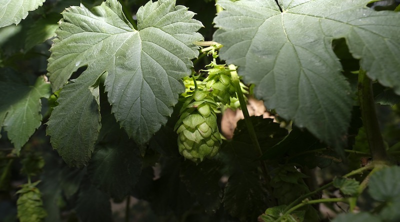 Unpicked Hops