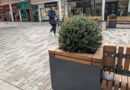 Councillor brands city centre planters an ‘absolute failure’