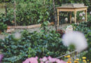 ‘Secret garden’ to host free weekly communal gardening sessions next month