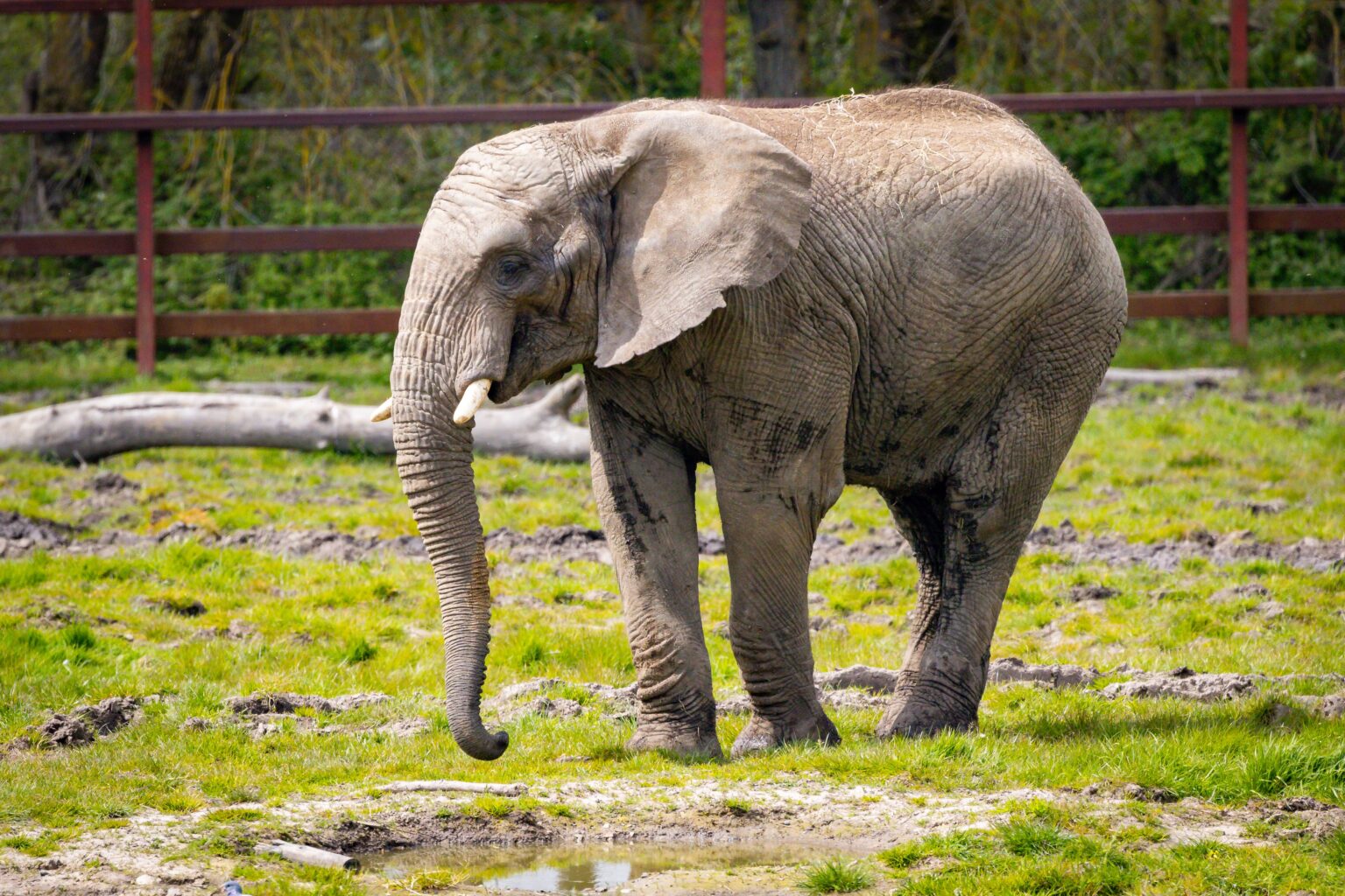 Top 10 must see animals at Howletts Wildlife Park The Canterbury Hub