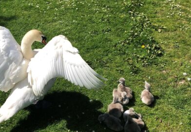 7 creatures that make Canterbury a wild city