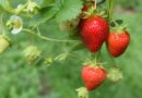Kent’s hidden water reserves could save summer crops